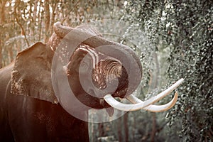 A Thai elephant with a beautiful tusks named Plai Arm, a 20 year old elephant who is considered a famous elephant. Of Surin and