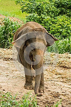 Thai elephant chiangmai Thailand