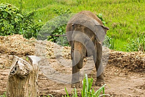 Thai elephant chiangmai Thailand