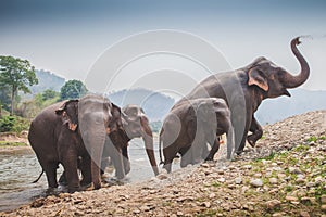 Thai elephant leaving river