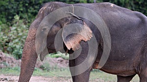 Thai elephant resting and grazing in jungle