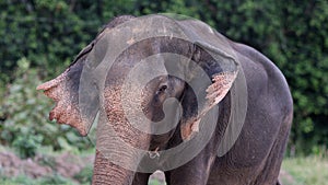 Thai elephant resting and grazing in jungle