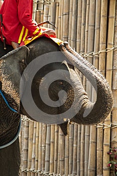 Thai elephant`s head photographed while elephant is tourists rid