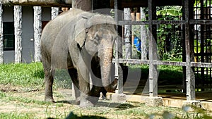 Thai elephant walking
