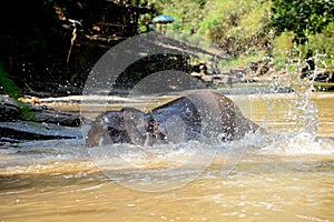 Thai elephant was take a bath with mahout elephant driver , elephant keeper in Maesa elephant camp , Chiang Mai , Thailand, Asia