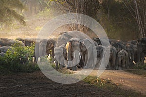 Thai elephant in wild