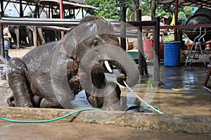 Thai Elephants at Ayutthaya Elephant Camp Thailand