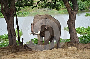 Thai Elephants at Ayutthaya Elephant Camp Thailand