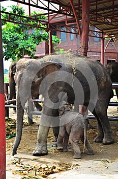 Thai Elephants at Ayutthaya Elephant Camp Thailand