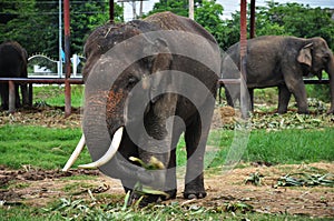 Thai Elephants at Ayutthaya Elephant Camp Thailand