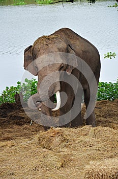 Thai Elephants at Ayutthaya Elephant Camp Thailand