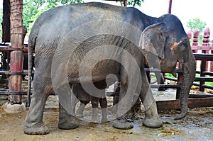 Thai Elephants at Ayutthaya Elephant Camp Thailand