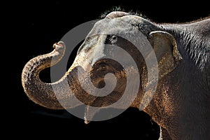 Thai elephants perform at a show in the zoo