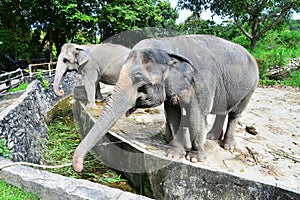 Thai elephants in the zoo of Thailand