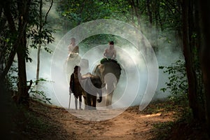 THAI Family elephant and mahout man walking to the river in wild