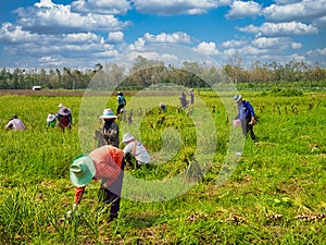 Thai farm labourers harvesting garlic photo