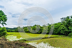 Thai farm Rice Field in Thailand, Rice field landscape background