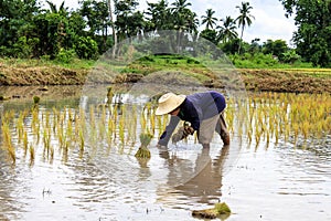 Thai farmer