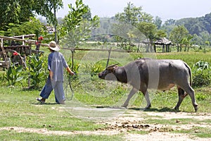 Thai Farmer with buffalllo