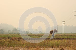 Thai farmer carrying their hand harvested crop of soybeans in to be processed on their organic farm in Northern Thailand,