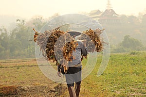 Thai farmer carrying their hand harvested crop of soybeans in to be processed on their organic farm in Northern Thailand,