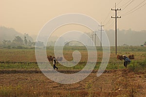 Thai farmer carrying their hand harvested crop of soybeans in to be processed on their organic farm in Northern Thailand,