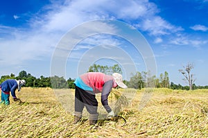 Thai farmer harvesting the rice rice farm field