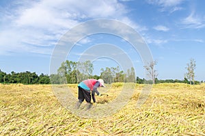 Thai farmer harvesting the rice rice farm field