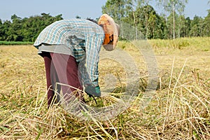 Thai farmer harvesting the rice in rice field