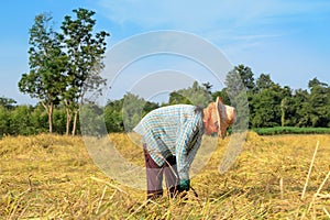 Thai farmer harvesting the rice in rice field