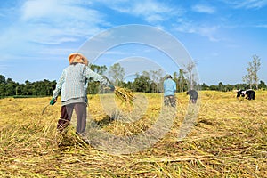 Thai farmer harvesting the rice in rice field