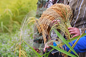 Thai farmer harvesting rice in rice field.