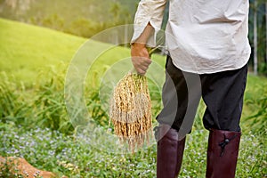 Thai farmer harvesting rice in rice field.