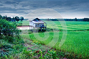 Thai farmer house