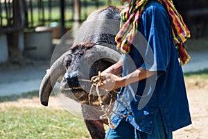 Thai farmer pulling buffalo to work by rope