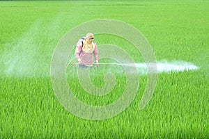 A Thai farmer is spraying insecticides in field.