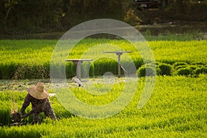 Thai farmer work in rice field