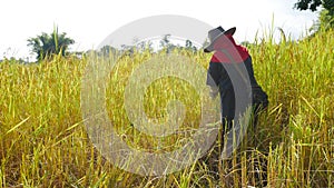 Thai farmer working in rice filed.