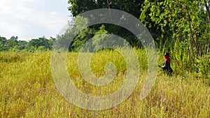 Thai farmer working in rice filed.