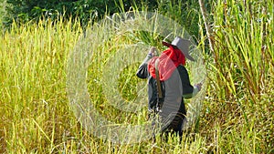 Thai farmer working in rice filed.