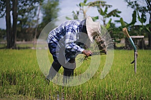 Thai farmers are flicking and kicking rice seedlings and tying them together for planting