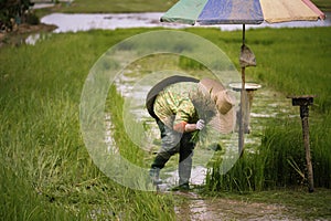 Thai farmers are flicking and kicking rice seedlings and tying them together for planting