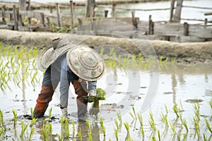 Thai farmers planting rice