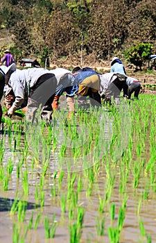 Thai farmers planting rice in rice fields with water. Countrylife and ancient farming