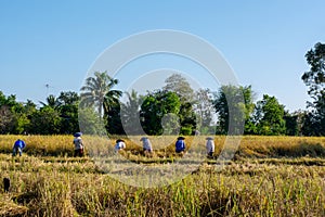 Thai farmers are working in rice fields.