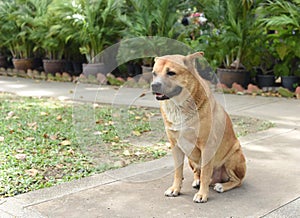 Thai fat strayed dog is sitting on the ground