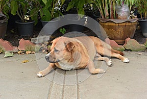 Thai fat strayed dog is sleeping on the ground