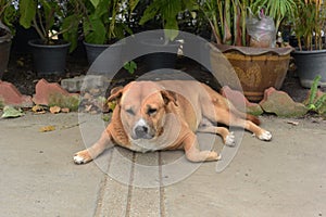 Thai fat strayed dog is sleeping on the ground