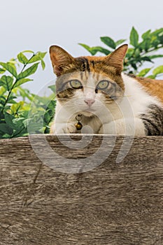 Thai fattened cats on wooden wall with tree background used as background image
