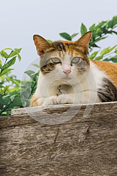 Thai fattened cats on wooden wall with tree background used as background image